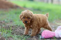 Nala, a female Poodle - Toy  for sale in Dundee, OH – Photo 7 of 7