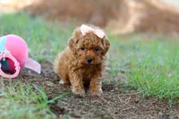 Nala, a female Poodle - Toy  for sale in Dundee, OH – Photo 2 of 7
