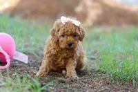 Nala, a female Poodle - Toy  for sale in Dundee, OH – Photo 1 of 7