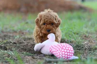 Nala, a female Poodle - Toy  for sale in Dundee, OH – Photo 5 of 7