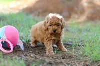 Nala, a female Poodle - Toy  for sale in Dundee, OH – Photo 4 of 7