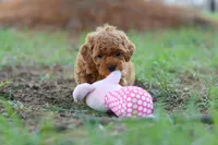 Nala, a female Poodle - Toy  for sale in Dundee, OH – Photo 6 of 7