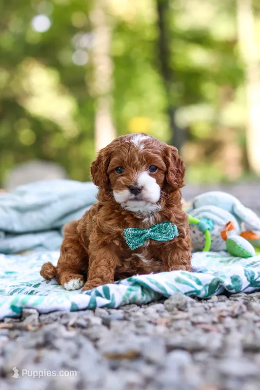 Cooper – Cavapoo puppy for sale in Dundee, OH