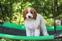 AKC Blossom, a female Poodle - Multi-Colored Standard and Poodle - Standard  for sale in Dundee, OH – 6 of 10