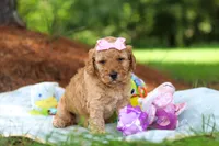 Lila, a female Miniature Goldendoodle for sale in Dundee, OH – 5 of 10