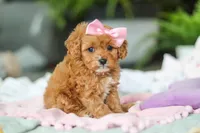 Indie, a female Cavapoo for sale in Dundee, OH – Photo 2 of 6
