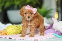 Indie, a female Cavapoo for sale in Dundee, OH – Photo 5 of 6