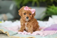 Indie, a female Cavapoo for sale in Dundee, OH – Photo 1 of 6
