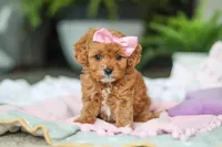 Indie, a female Cavapoo for sale in Dundee, OH – Photo 3 of 6