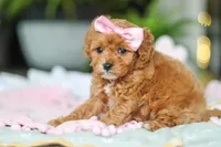 Indie, a female Cavapoo for sale in Dundee, OH – Photo 4 of 6