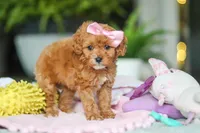 Indie, a female Cavapoo for sale in Dundee, OH – Photo 6 of 6