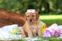 Lila, a female Miniature Goldendoodle for sale in Dundee, OH – 10 of 10