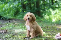 AKC Leo, a male Poodle - Standard  for sale in Dundee, OH – 5 of 6