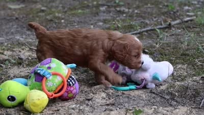 Vivian, a female Cavapoo for sale in Dundee, OH – 10 of 10
