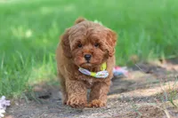Hunter, a male Miniature Goldendoodle for sale in Dundee, OH – 8 of 10