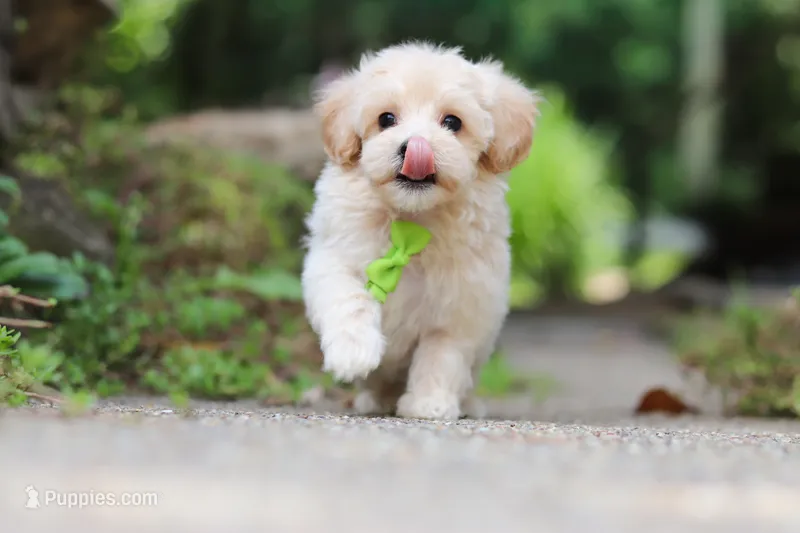 Kobe – Maltipoo puppy for sale in Dundee, OH