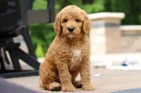 AKC Blaze, a male Poodle - Standard  for sale in Dundee, OH – 6 of 8