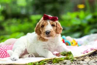 AKC Millie, a female Poodle - Standard  for sale in Dundee, OH – 8 of 10