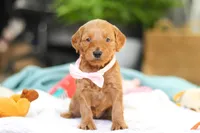 Sophia, a female Miniature Goldendoodle for sale in Dundee, OH – Photo 1 of 7