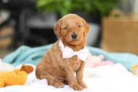 Sophia, a female Miniature Goldendoodle for sale in Dundee, OH – Photo 4 of 7