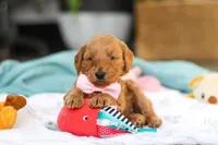 Sophia, a female Miniature Goldendoodle for sale in Dundee, OH – Photo 7 of 7