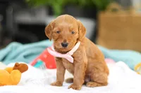 Sophia, a female Miniature Goldendoodle for sale in Dundee, OH – Photo 3 of 7