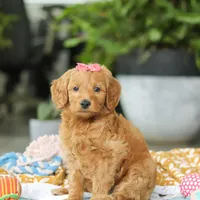 Sophia, a female Miniature Goldendoodle for sale in Dundee, OH – Photo 5 of 7