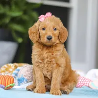 Sophia, a female Miniature Goldendoodle for sale in Dundee, OH – Photo 3 of 7