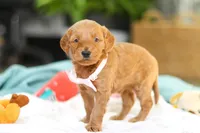 Sophia, a female Miniature Goldendoodle for sale in Dundee, OH – Photo 6 of 7