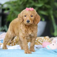 Sophia, a female Miniature Goldendoodle for sale in Dundee, OH – Photo 6 of 7