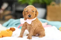 Sophia, a female Miniature Goldendoodle for sale in Dundee, OH – Photo 2 of 7