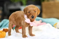 Sophia, a female Miniature Goldendoodle for sale in Dundee, OH – Photo 5 of 7