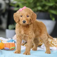 Sophia, a female Miniature Goldendoodle for sale in Dundee, OH – Photo 1 of 7