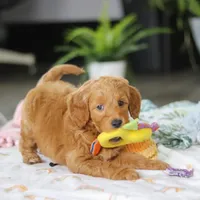 Sophia, a female Miniature Goldendoodle for sale in Dundee, OH – Photo 7 of 7