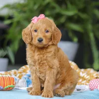 Sophia, a female Miniature Goldendoodle for sale in Dundee, OH – Photo 2 of 7