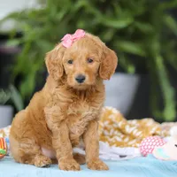 Sophia, a female Miniature Goldendoodle for sale in Dundee, OH – Photo 4 of 7