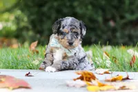 Emmett, a male Miniature Aussiedoodle for sale in Dundee, OH – 5 of 10