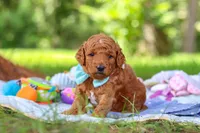 Caleb, a male Miniature Goldendoodle for sale in Dundee, OH – 2 of 10