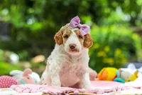 AKC Blossom, a female Poodle - Standard  for sale in Dundee, OH – 4 of 10