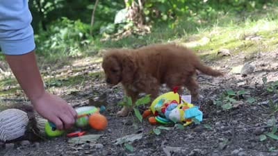 Victor, a male Cavapoo for sale in Dundee, OH – 10 of 10