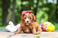 Natasha, a female Cavapoo for sale in Dundee, OH – 6 of 10