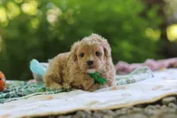 Alex, a male Maltipoo for sale in Dundee, OH – 3 of 5