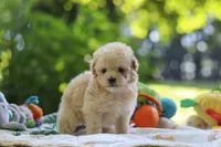 Benji, a male Maltipoo for sale in Dundee, OH – 4 of 6