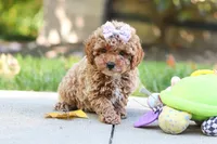 Jodi, a female Poodle - Toy  for sale in Dundee, OH – 3 of 9
