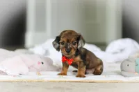 AKC Oscar, a male Miniature Dachshund for sale in Dundee, OH – 2 of 8