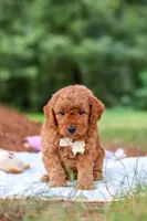 Bluey, a male Goldendoodle for sale in Dundee, OH – 6 of 7