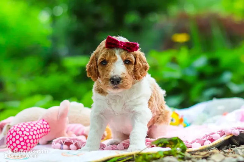AKC Millie, a female Poodle - Standard  for sale in Dundee, OH – 1 of 10