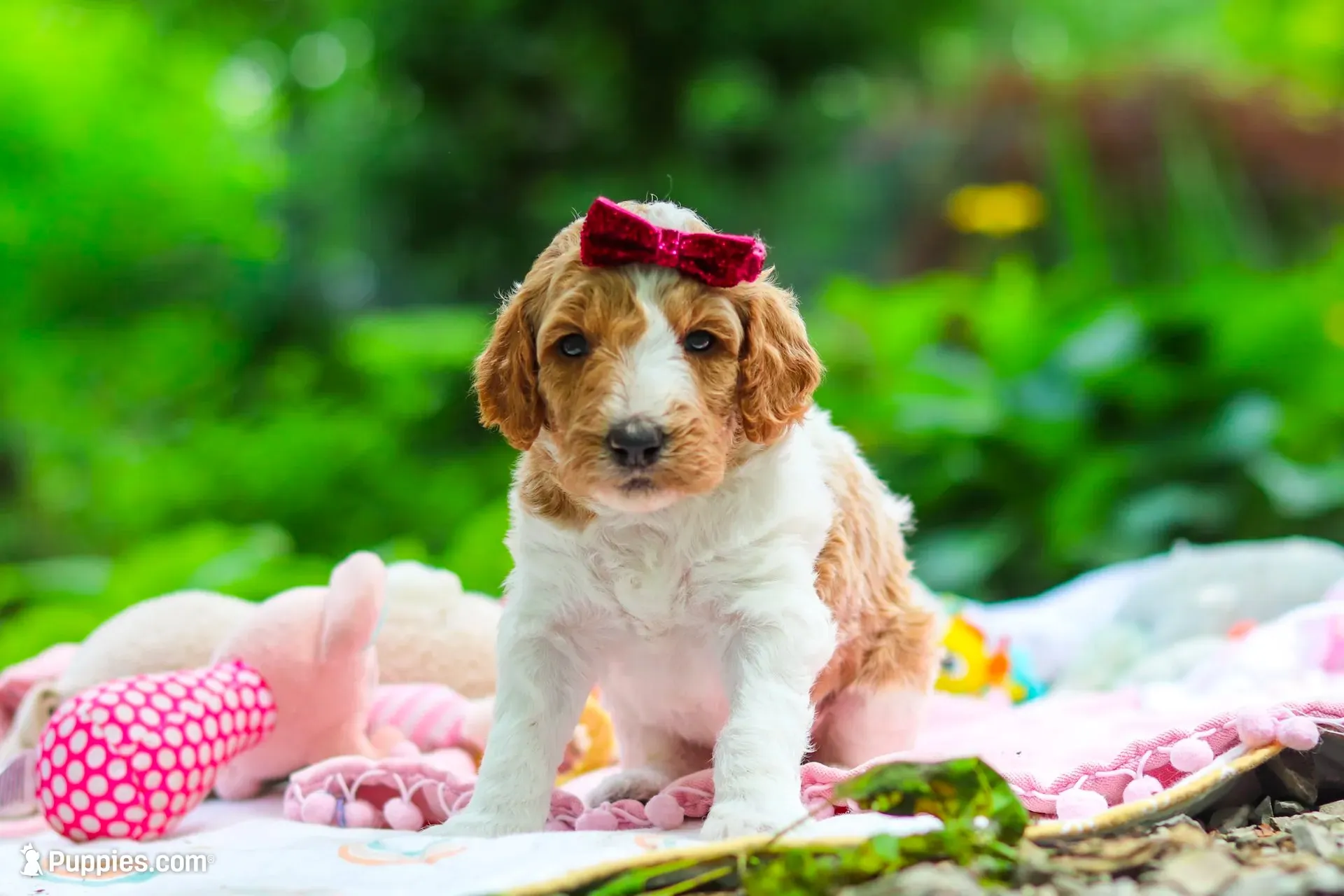 AKC Millie, a female Poodle - Standard  for sale in Dundee, OH – 1 of 10