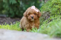 Leah, a female Poodle - Toy  for sale in Dundee, OH – 9 of 10