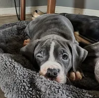 Dahlia, a female American Bully and American Pit Bull Terrier for sale in Columbus, OH – 4 of 4